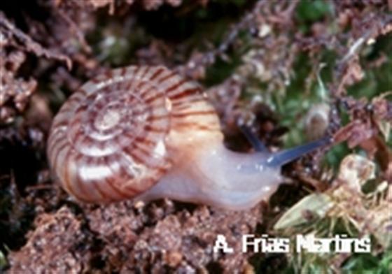 Oxychilus volutella (Pfeiffer, 1856)